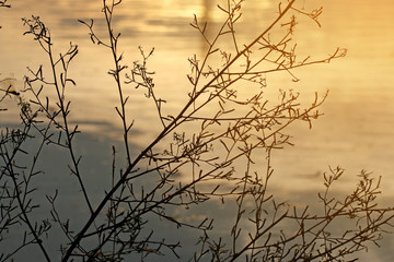 abstract background grass branches with water reflection of sunset