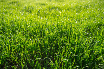 Green grass effect backlit defocused