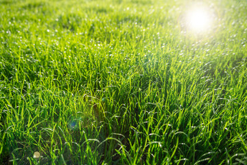 Green grass effect back-lit defocused with lens flare 