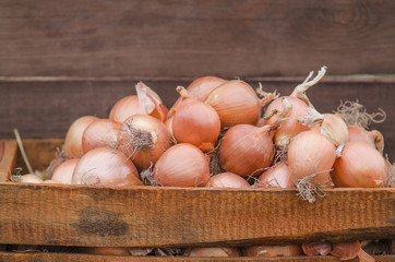 Lot of onions in crate.