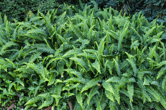 Dense Path of Green Ferns