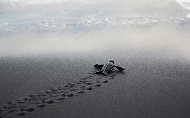 Fotobehang Leatherback sea turtle hatchling © daniel