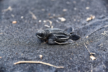 Leatherback Sea Turtle hatchling in Dominica