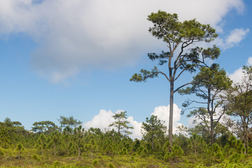 Obraz premium tree and cloudless blue sky, copy space