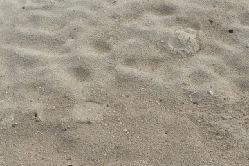 Fototapeta na wymiar Stone,Shells in the sand on the beach in the summer.