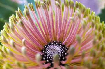 Banksia Flower