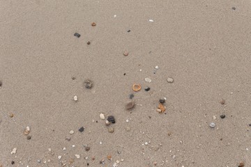 Stone,Shells in the sand on the beach in the summer. 