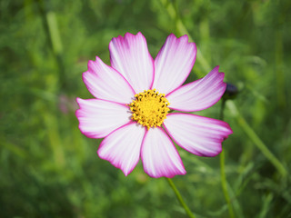 Fototapeta premium 一輪のコスモスを俯瞰撮影