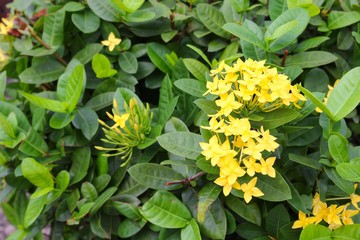 Obraz na płótnie Canvas Yellow Flower spike, Rubiaceae in a garden, 