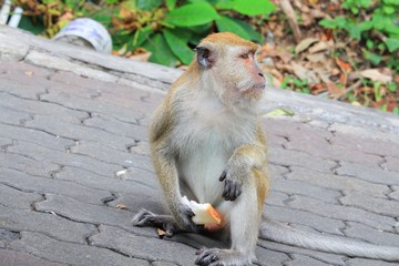 Obraz premium monkey sitting on the floor. and bread food on hand 