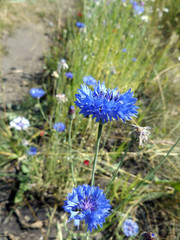 Cornflowers