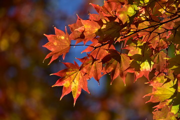 カラフルなもみじ