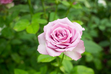 Violet rose bush in the garden