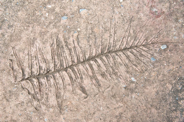 Imprint of leaf on cement floor