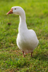 white goose on a farm