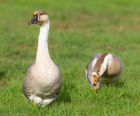 Two domestic geese
