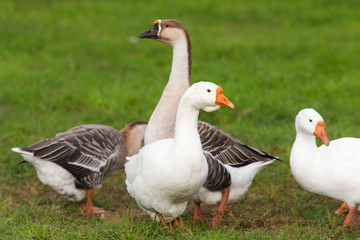 Naklejka na ściany i meble domestic geese on the green grass