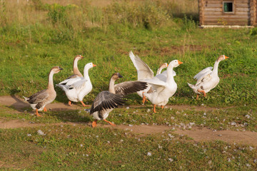 flock of domestic geese