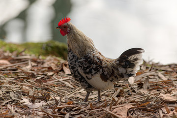 Portrait of a chicken