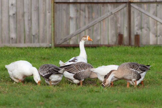 geese on the farm