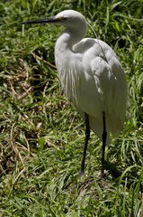 great egret