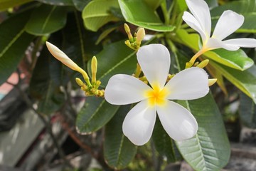 Plumeria flower,Desert Rose. beautiful yellow Plumeria on the tree Common name Apocynaceae,Frangipani , Pagoda tree, Temple tree )