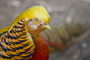 golden pheasant