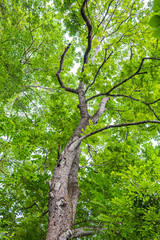 Beautiful Green leaves on white background