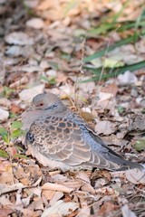 Oriental turtle dove (Streptopelia orientalis) in Japan