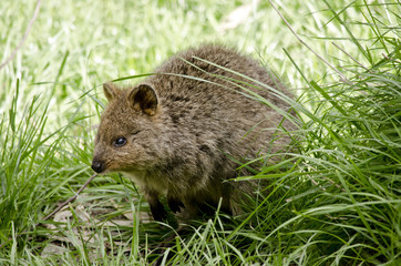 pademelon