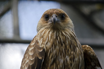 whistling kite