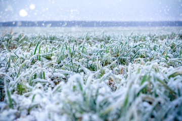 Green grass field covered with frost.