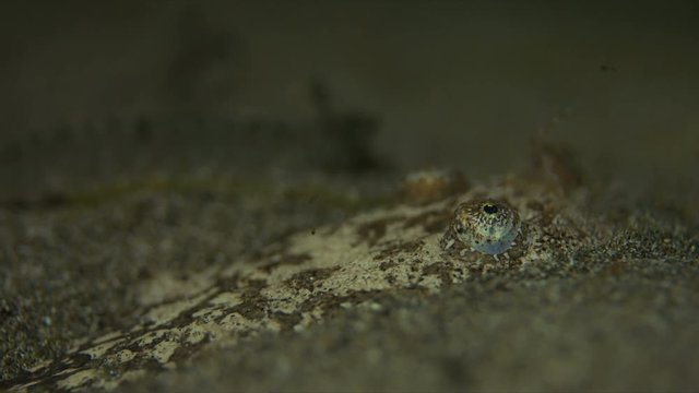 Reticulate Stargazer, Uranoscopidae - bury in sand