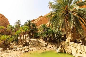 Landscape of oasis in the canyon in stone desert.