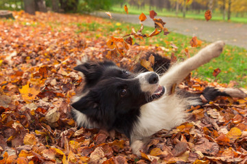 Border collie rolling at the fallen leaves in autumn park