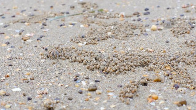 Ghost crabs digging sand balls around burrow at tropical beach