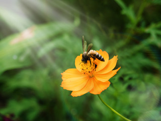 Bees are swarming yellow pollen with ray lighting above.