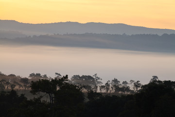 Fog in forest at Thung Salang Luang National Park Phetchabun,Tha