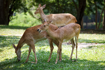 Naklejka na ściany i meble a cute deer grazing in khao kheow open zoo in thailand