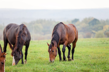 Horses grazing in a meadow in autumn