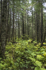 Trees in a green forest