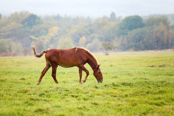 Obraz premium Horse grazing in a meadow