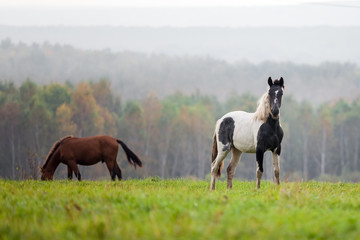 Horses grazing in a meadow