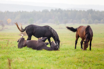 Horse grazing in a meadow in a rainy day