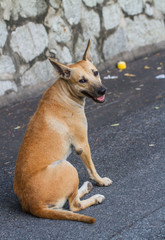 Lonely Dog, stray dog