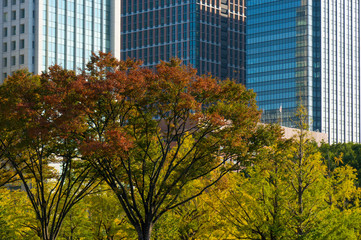 丸の内オフィス街　秋・紅葉