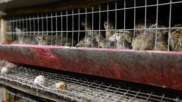 farming quail for meat and eggs