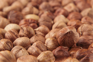 Hazelnut background. Pile of selected hazel close-up. For vegetarians.