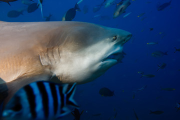 Naklejka premium Dangerous Pacific oceans bull shark