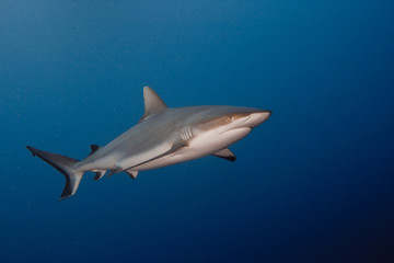 Grey Reef Shark underwater